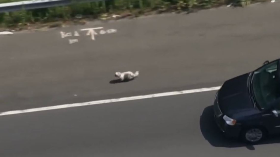 Beltway Crash, DC Traffic: Dog Sprints Down Highway | Wusa9.com