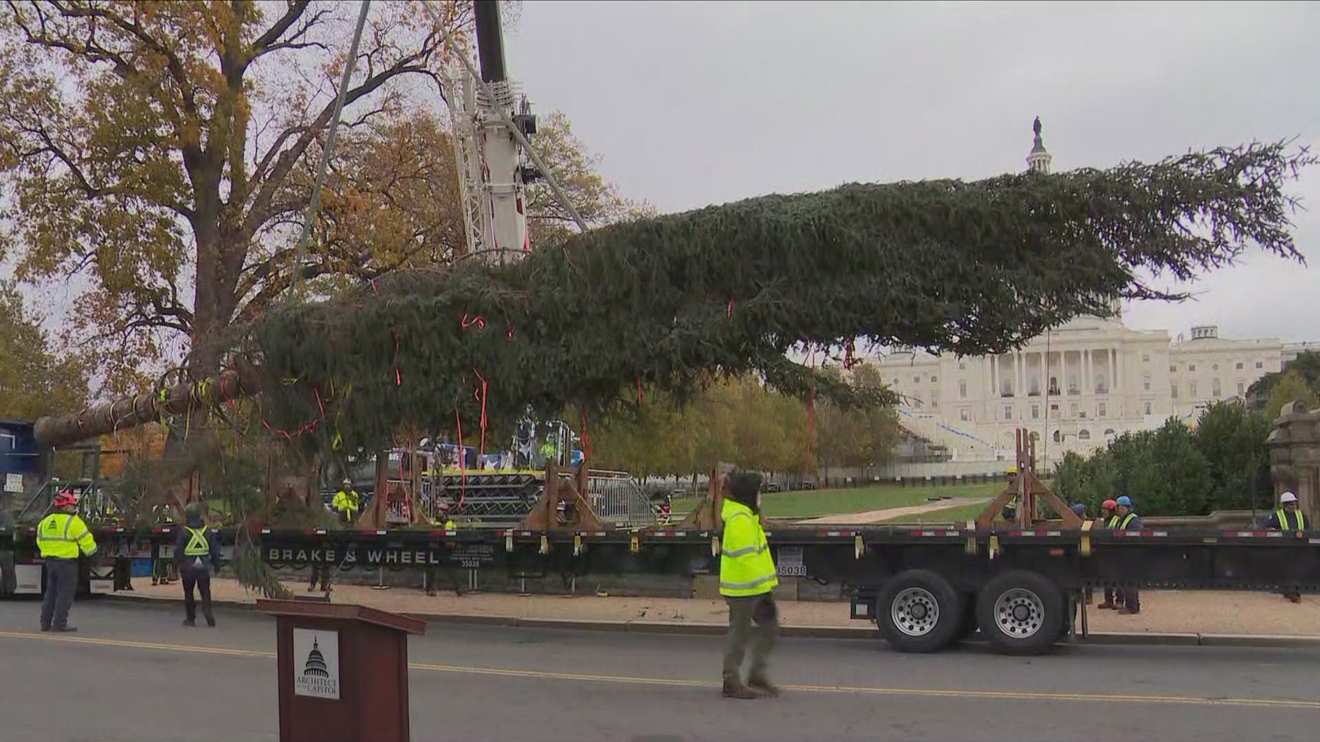 This District is kicking off the holiday season with the arrival of the U.S. Capitol Christmas tree.