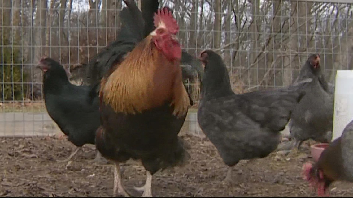 Couple in a Maryland County set to appear in court for fines from neighbor's complaints over