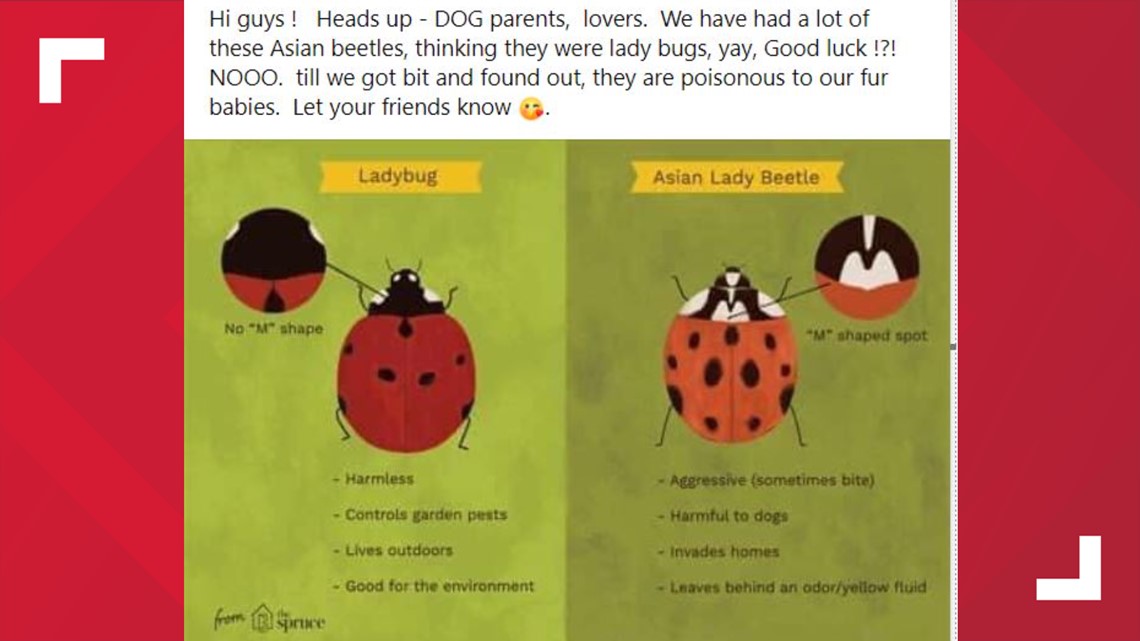 Asian lady beetle difference 