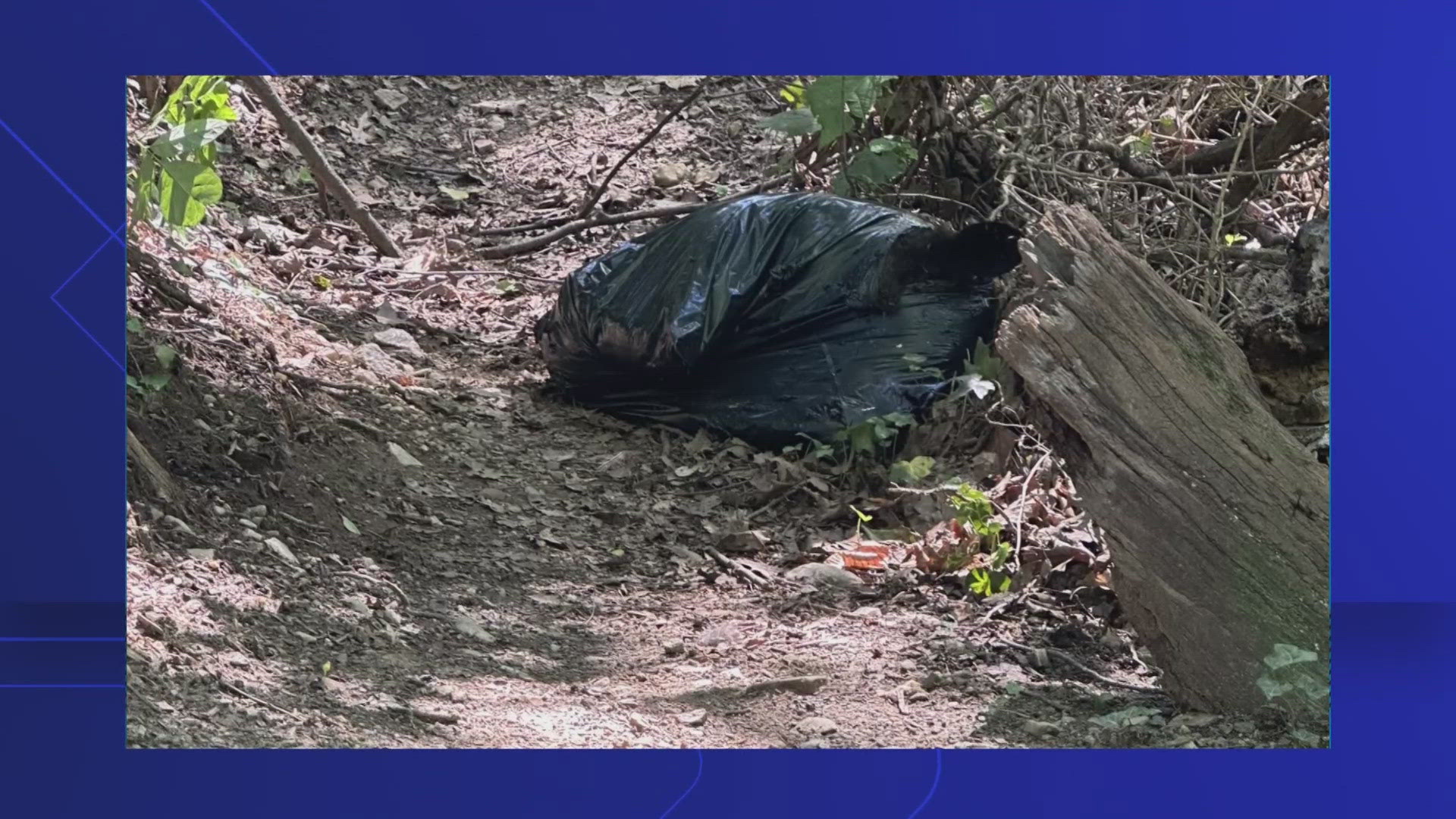 The workers, who are not VDOT employees, say the bear was hit by a vehicle on Interstate 66 in Prince William County.