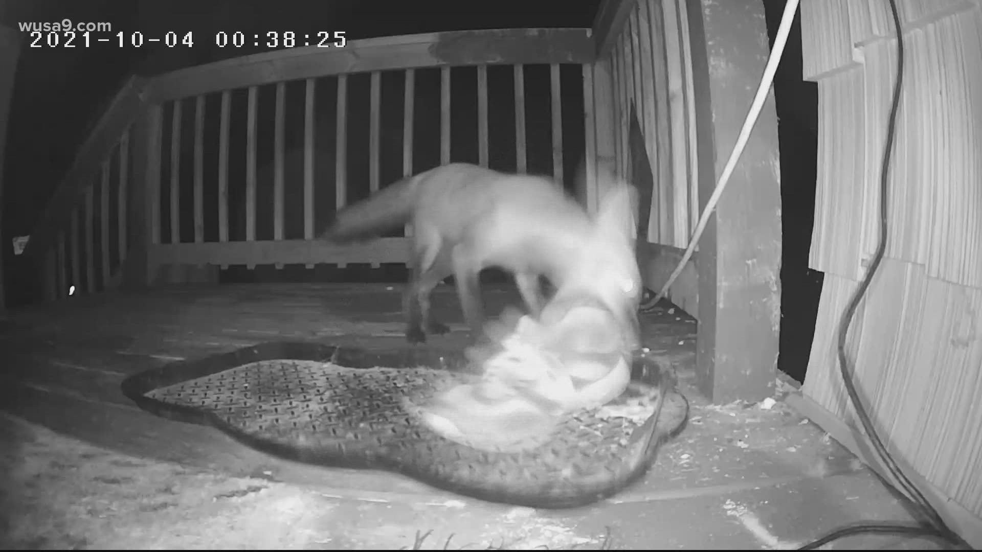 Victoria Fowler set up a surveillance camera and placed a 'bait shoe' on the porch to try to track the fox.