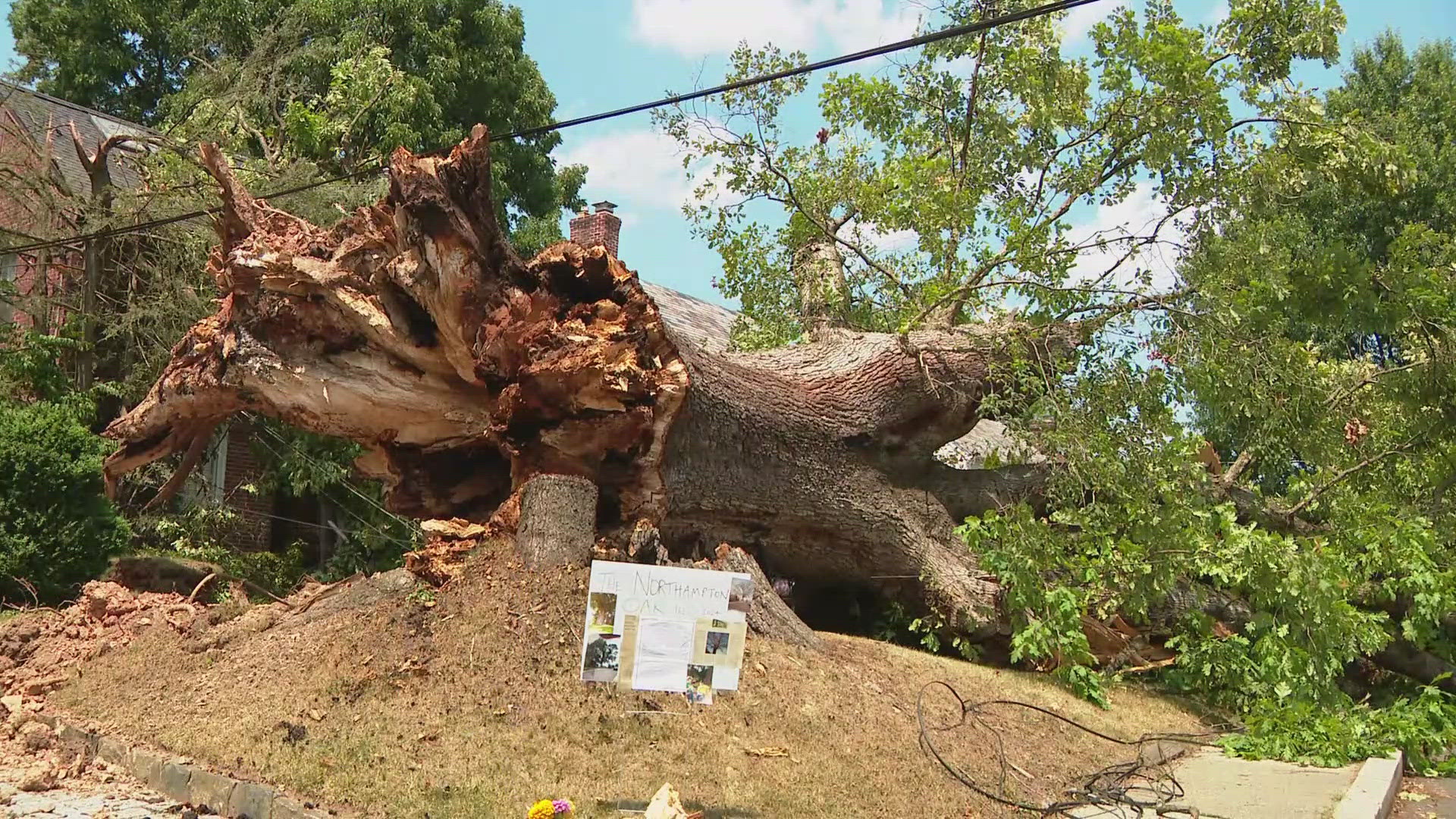 A tree -- more than 400 years old -- fell in a Northwest DC neighborhood this morning.