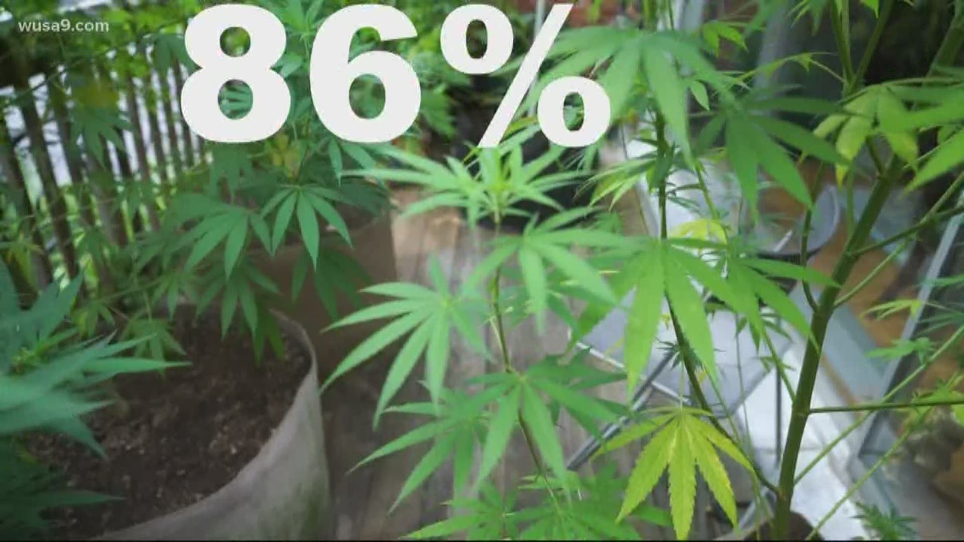 An investigation found that people getting arrested for pot were mainly minorities. 