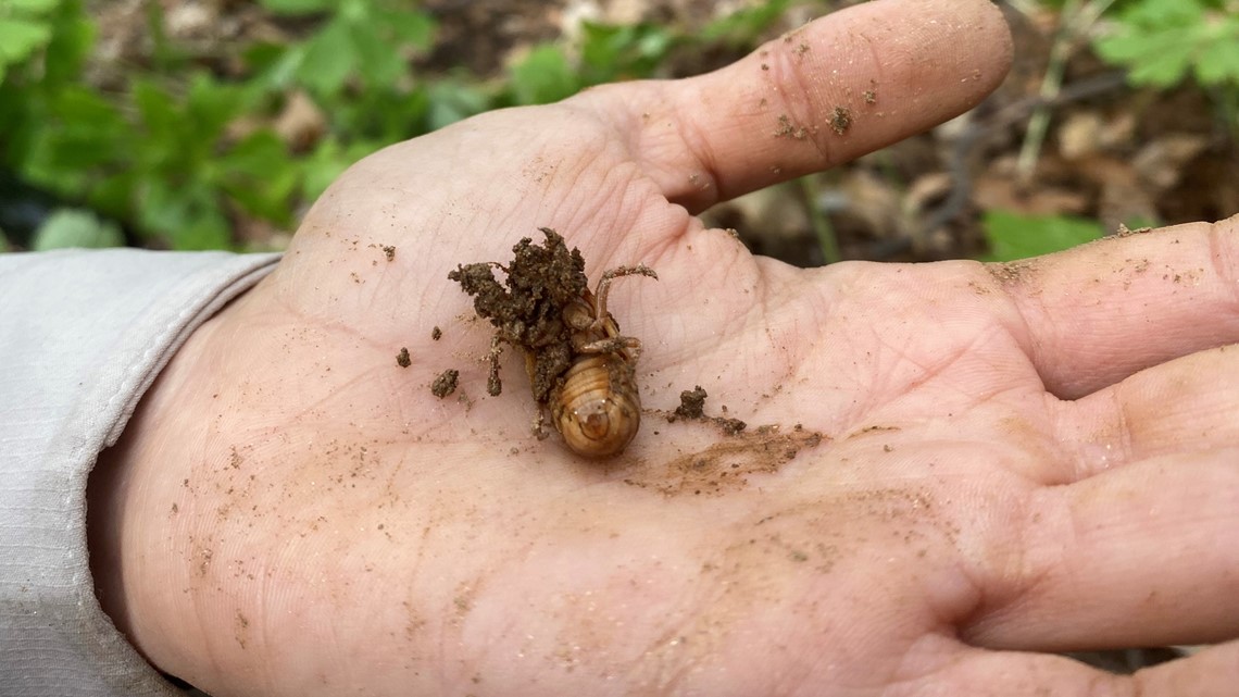 Brood X Cicada Map 21 How Long Is Life Cycle Of Brood X Wusa9 Com