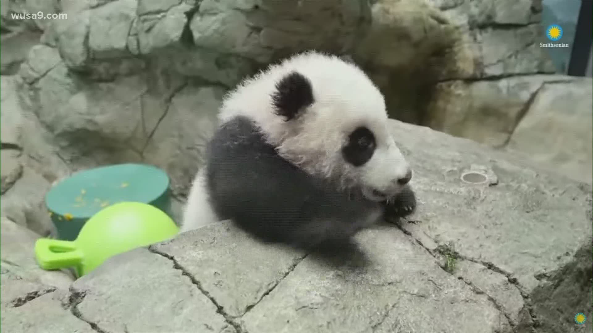 The National Zoo provides up-close, real-time look at Xiao Qi Ji as he walks, climbs, tumbles and explores his indoor habitat.