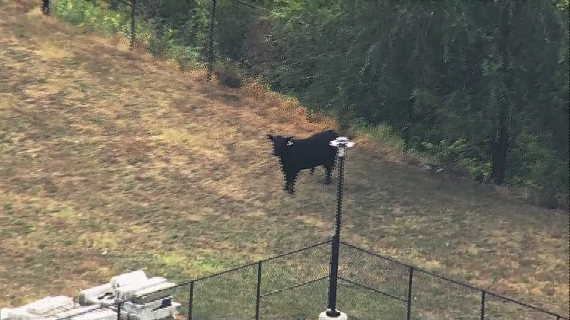 Baltimore officials are assessing how to capture a bull that jumped off a truck.