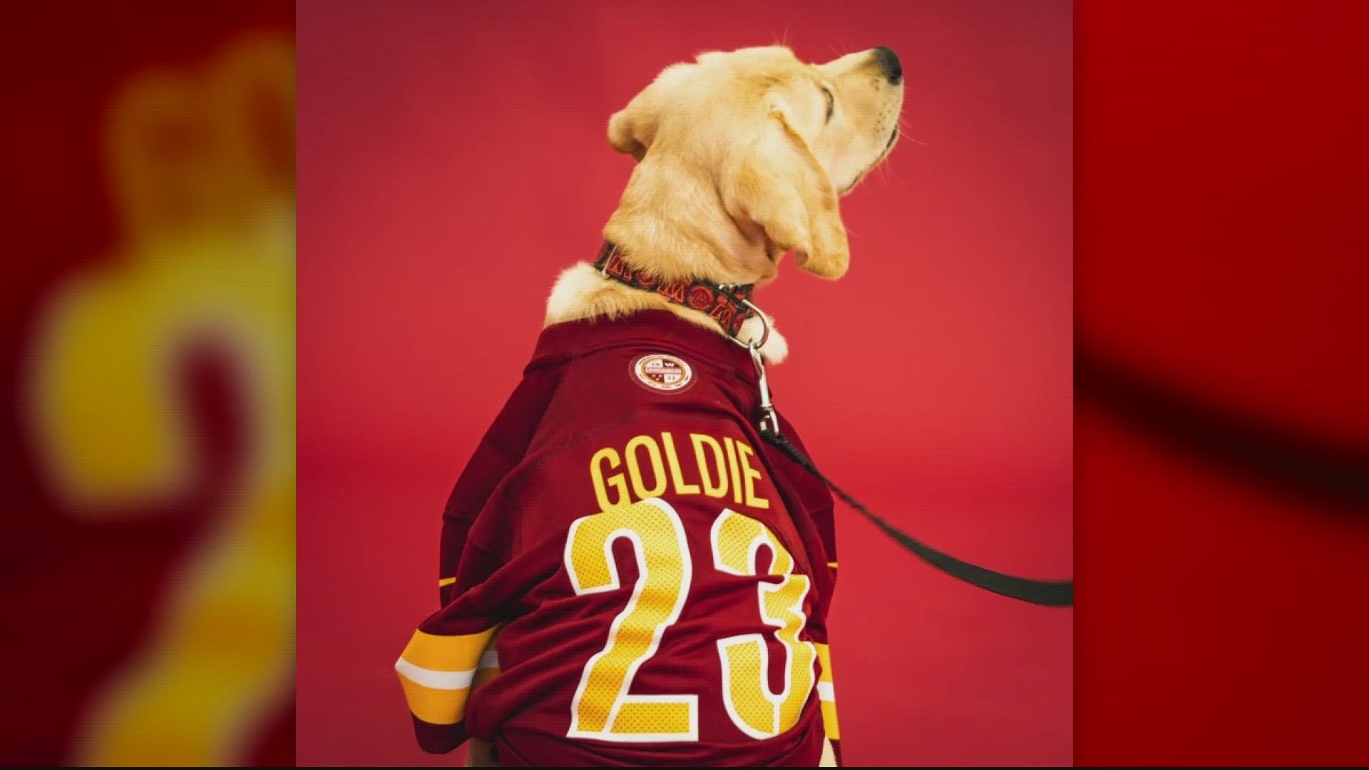 Who Loves a Puppy? Redskins Fans