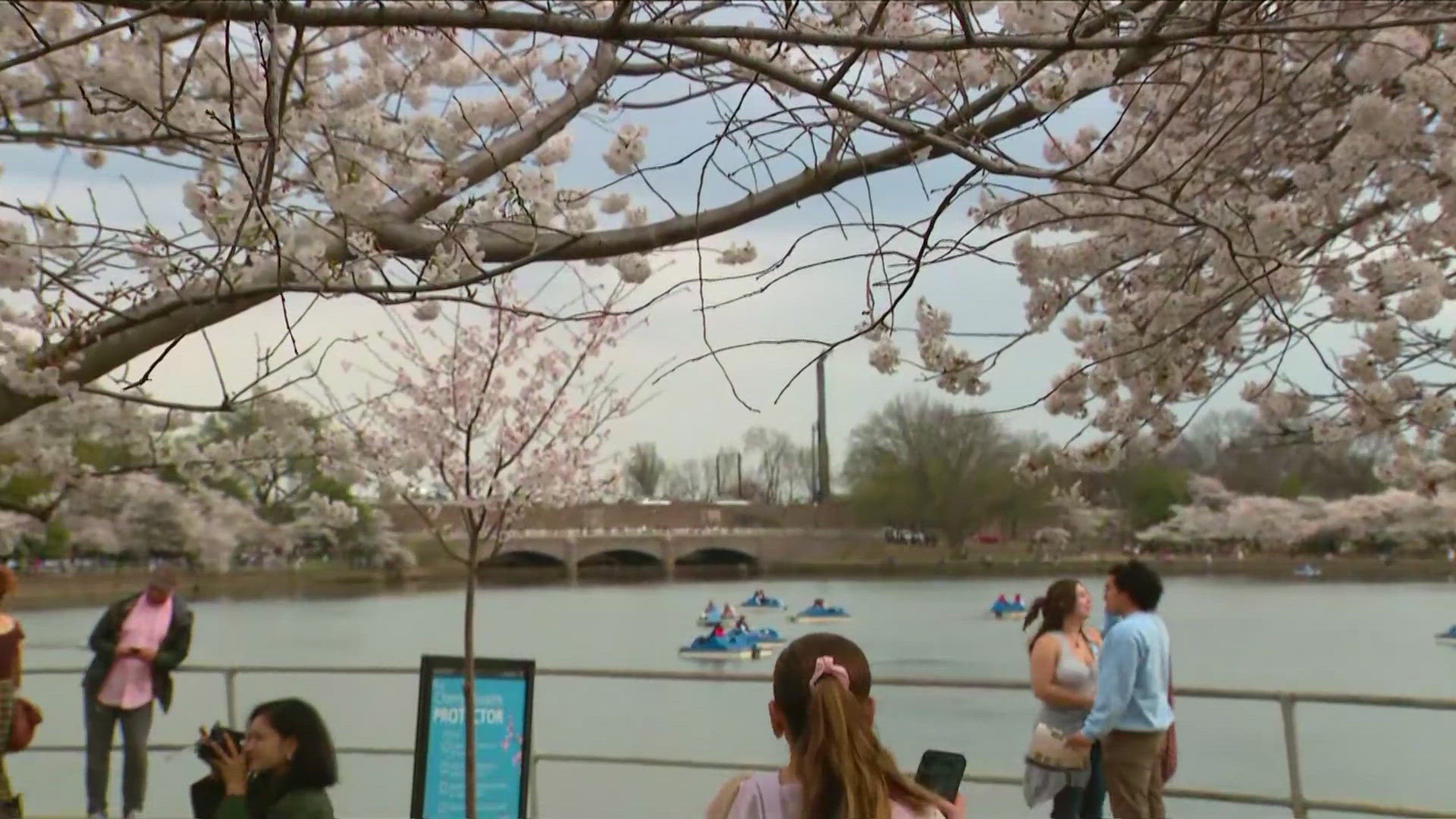 Dozens of people cram into the metro station as they arrive and leave from the Tidal Basin where Cherry Blossoms reached peak bloom.