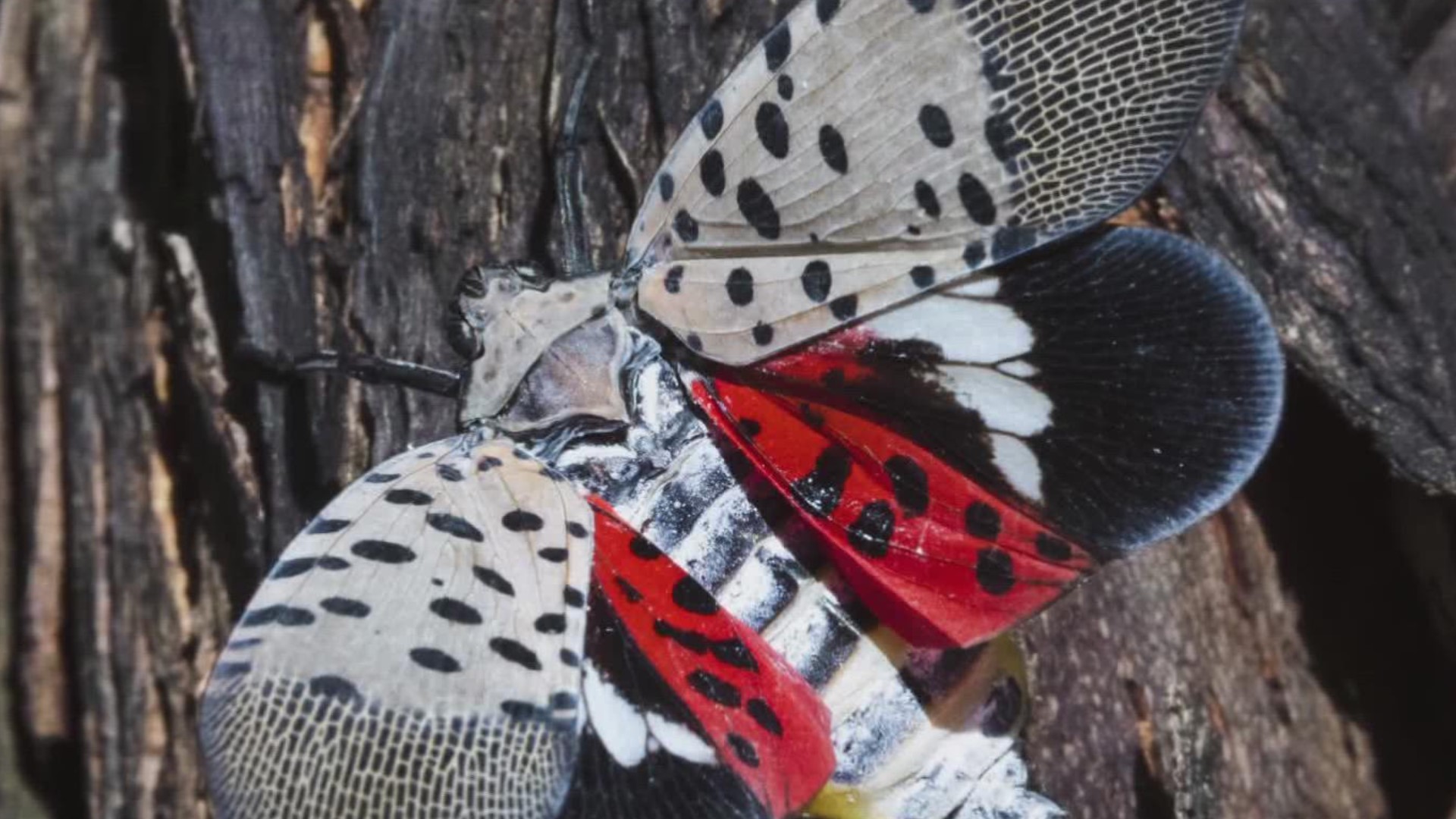 Fairfax County Park Authority is tackling two invasive species in one: spotted lanternflies and tree-of-heaven.