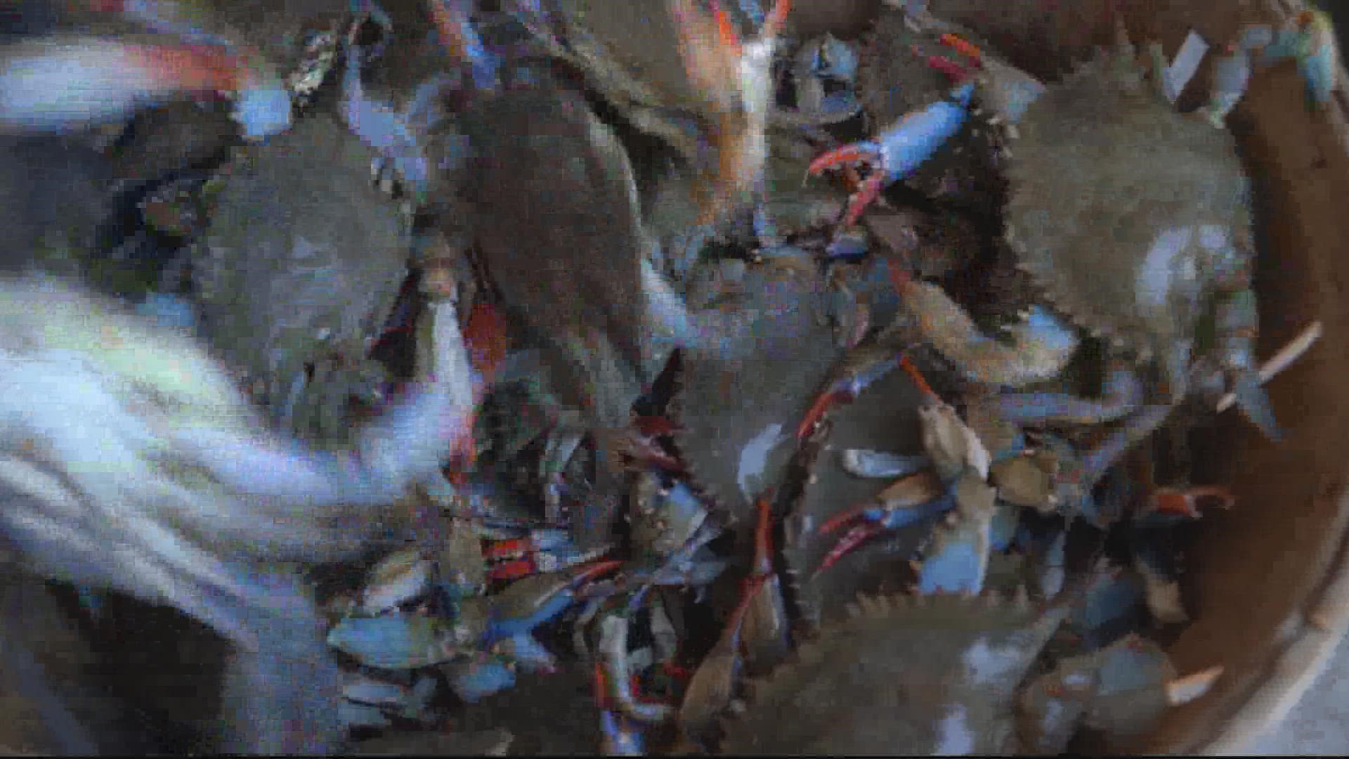 Maryland officials say the Chesapeake Bay's blue crab population is estimated to be at its lowest since an annual survey began in 1990.