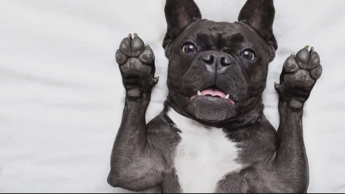 The French Bulldog is the top dog breed in the US