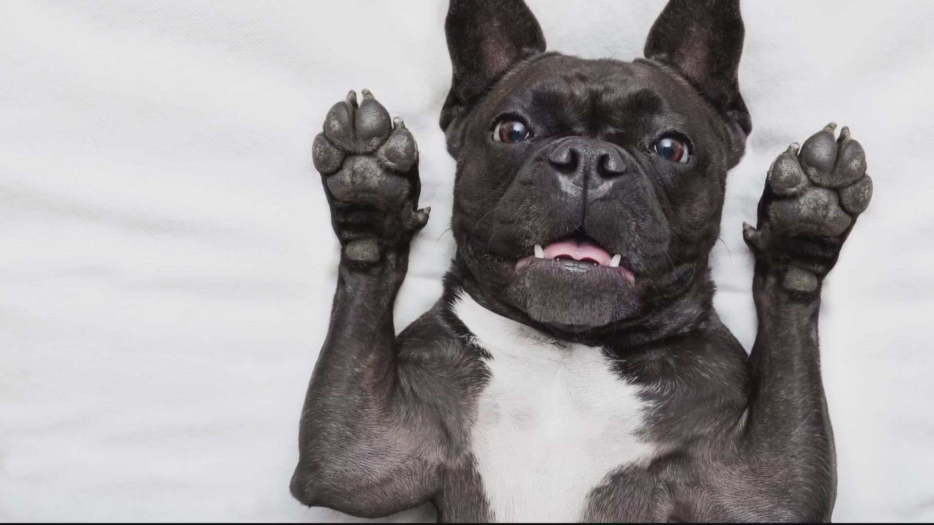 The French bulldog is now the top dog breed in the country. According to the American Kennel Club's 2022 statistics -- the cute pup now sits in the number one spot.