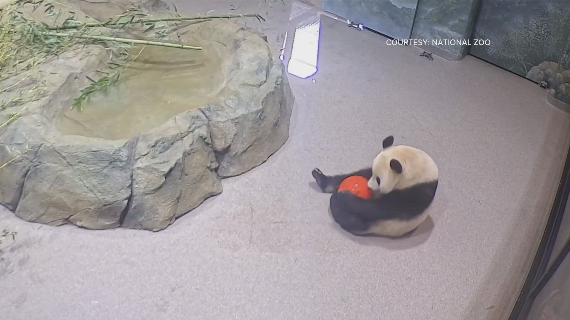 The panda cams are on and so is the adorableness as Bao Li and Qing Bao make their debut at the National Zoo.