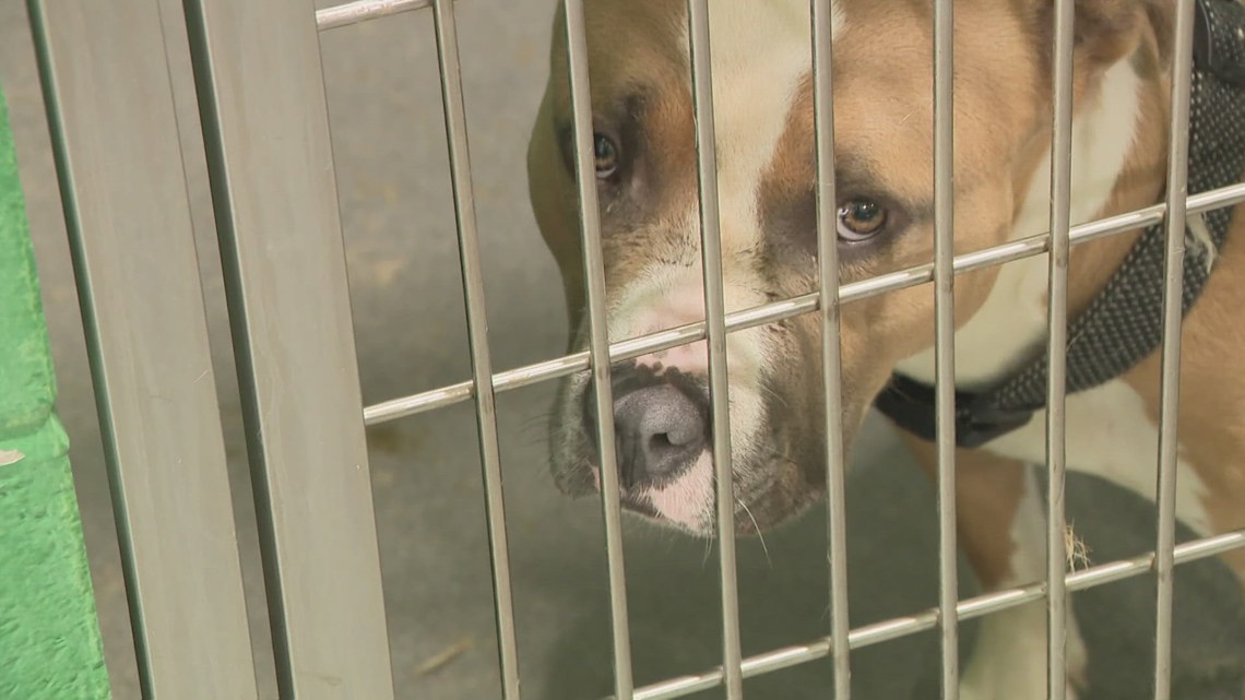 Illness detected at Prince George's County animal shelter | wusa9.com