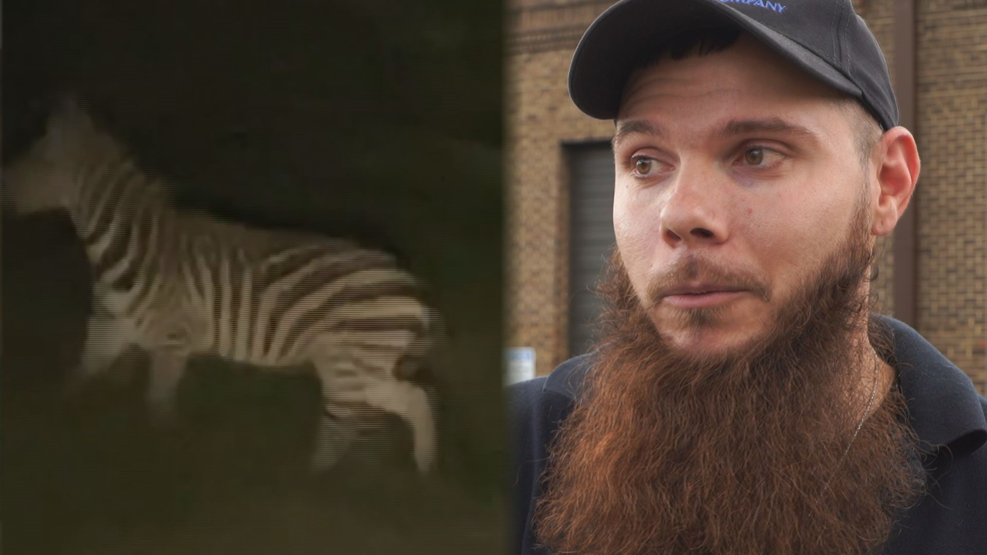 The latest zebra video, recorded by Chris Horrell of Upper Marlboro, will soon exceed 1 million views on Twitter alone.