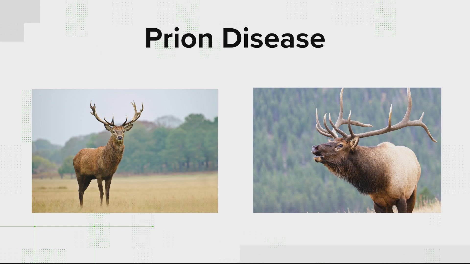 A deer in Fairfax tested positive for a contagious neurological disease related to mad cow. Now the CDC recommends hunters have game tested before bringing it home.