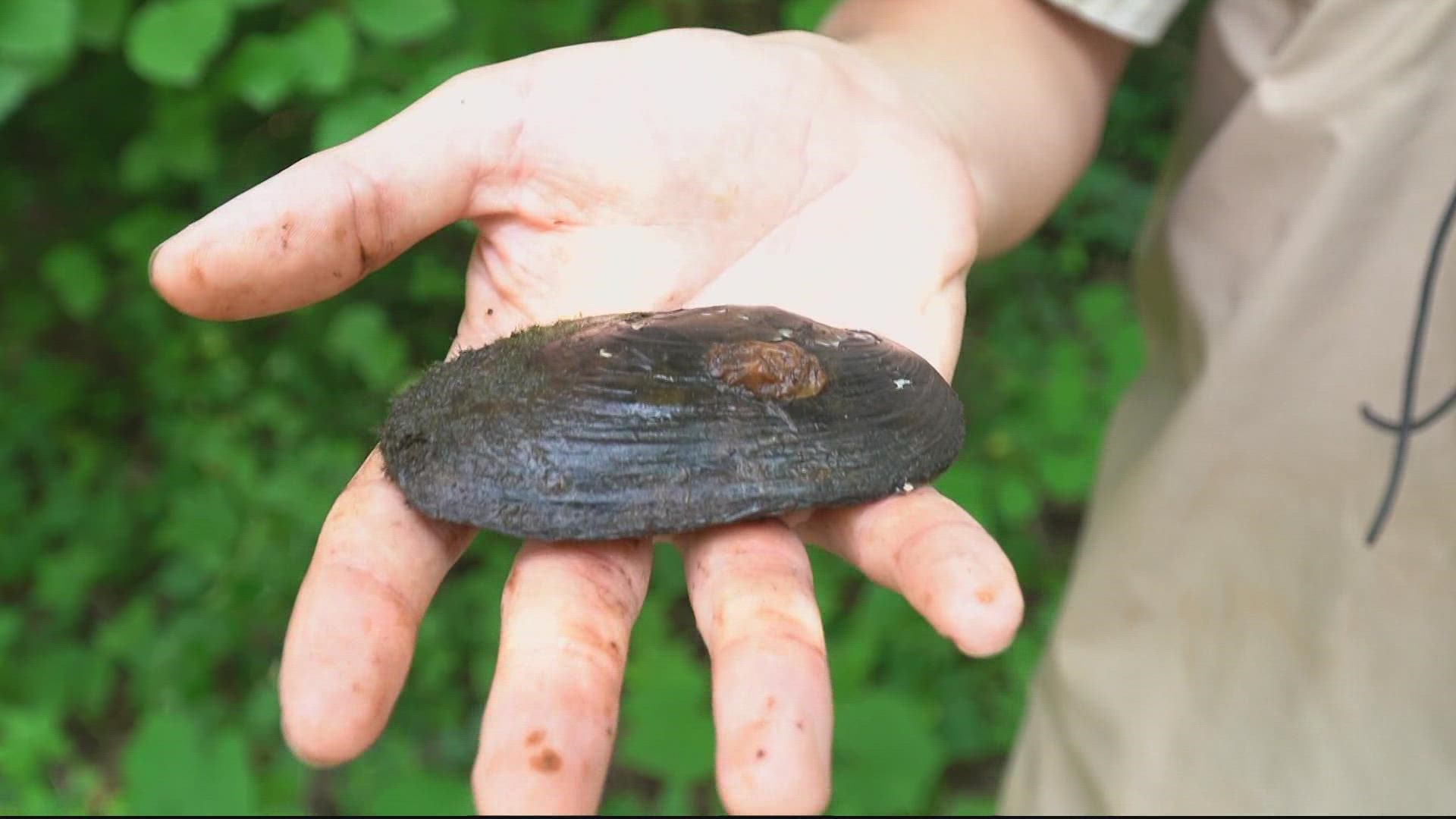 We've already lost over 90% of the freshwater mussel population in the Chesapeake Bay Watershed as a result of a number of human and environmental factors.