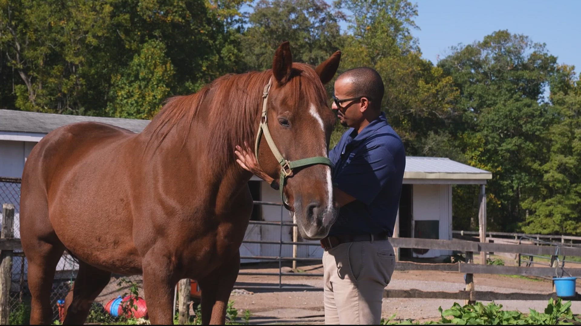 Lifeline Equine Therapy Services isn’t just rescuing horses, but military veterans and service members, too.