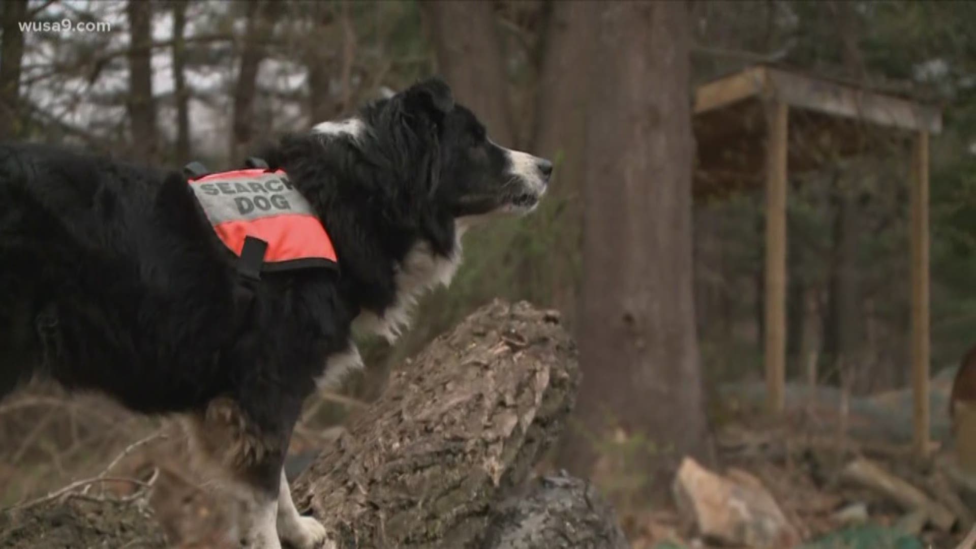 The dogs also search for missing people in areas that have been struck by natural disasters.