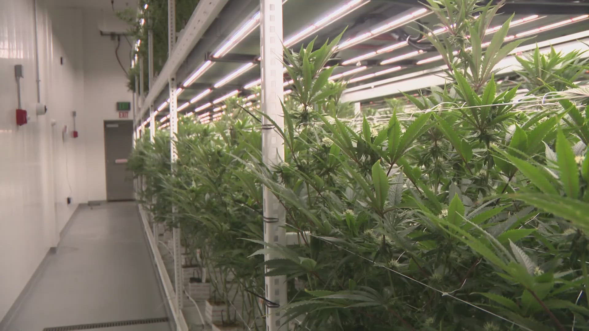 wusa9.com - Matthew Torres - Virginia lawmakers unveil proposal for regulated cannabis marketplace with dozens of new changes