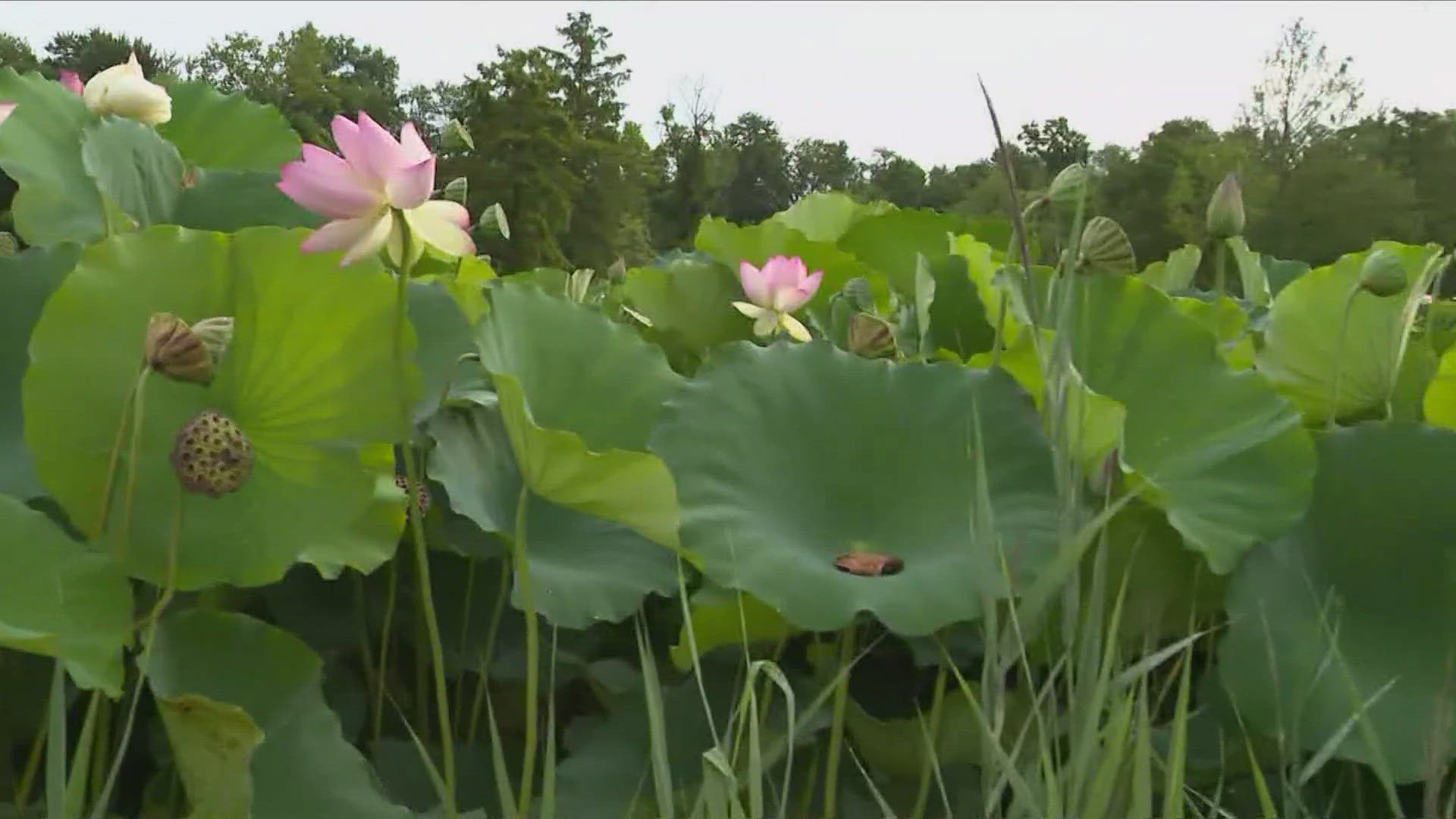 The final day of the festival at Kenilworth Park and Aquatic Gardens is showcasing what rangers call the best bloom seen in five or six years. 