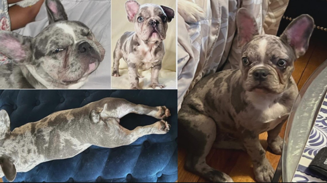 Hugo the dog stolen from DC hotel recovered