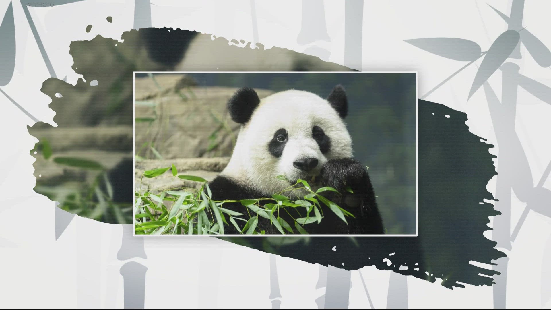 It's the end of an era at the Smithsonian National Zoo in D.C. The zoo's giant pandas left the District Wednesday afternoon.