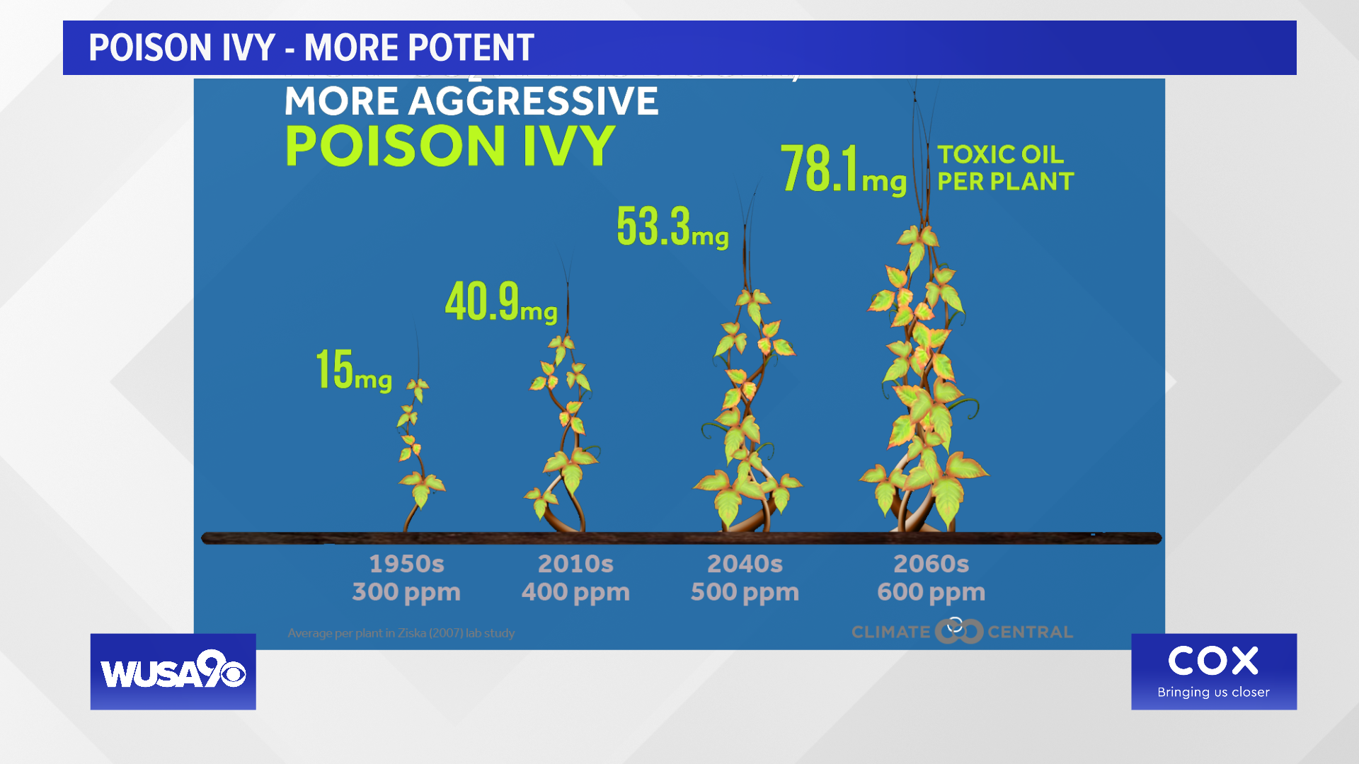 Higher carbon dioxide levels are making poison ivy bigger and stronger.