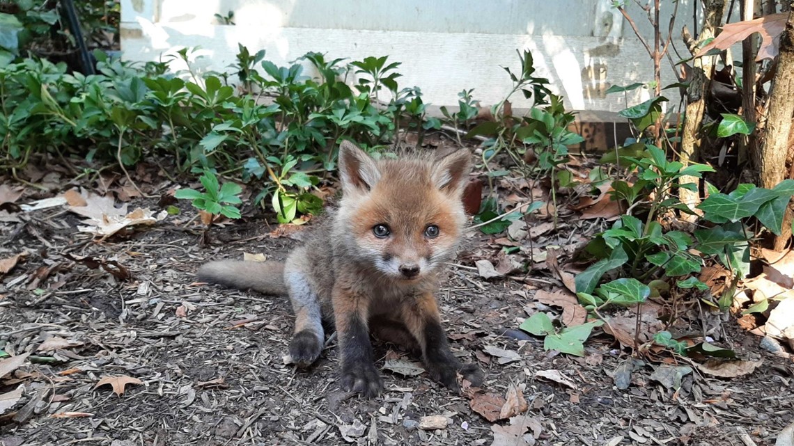 Baby fox rescued by Arlington animal shelter | wusa9.com