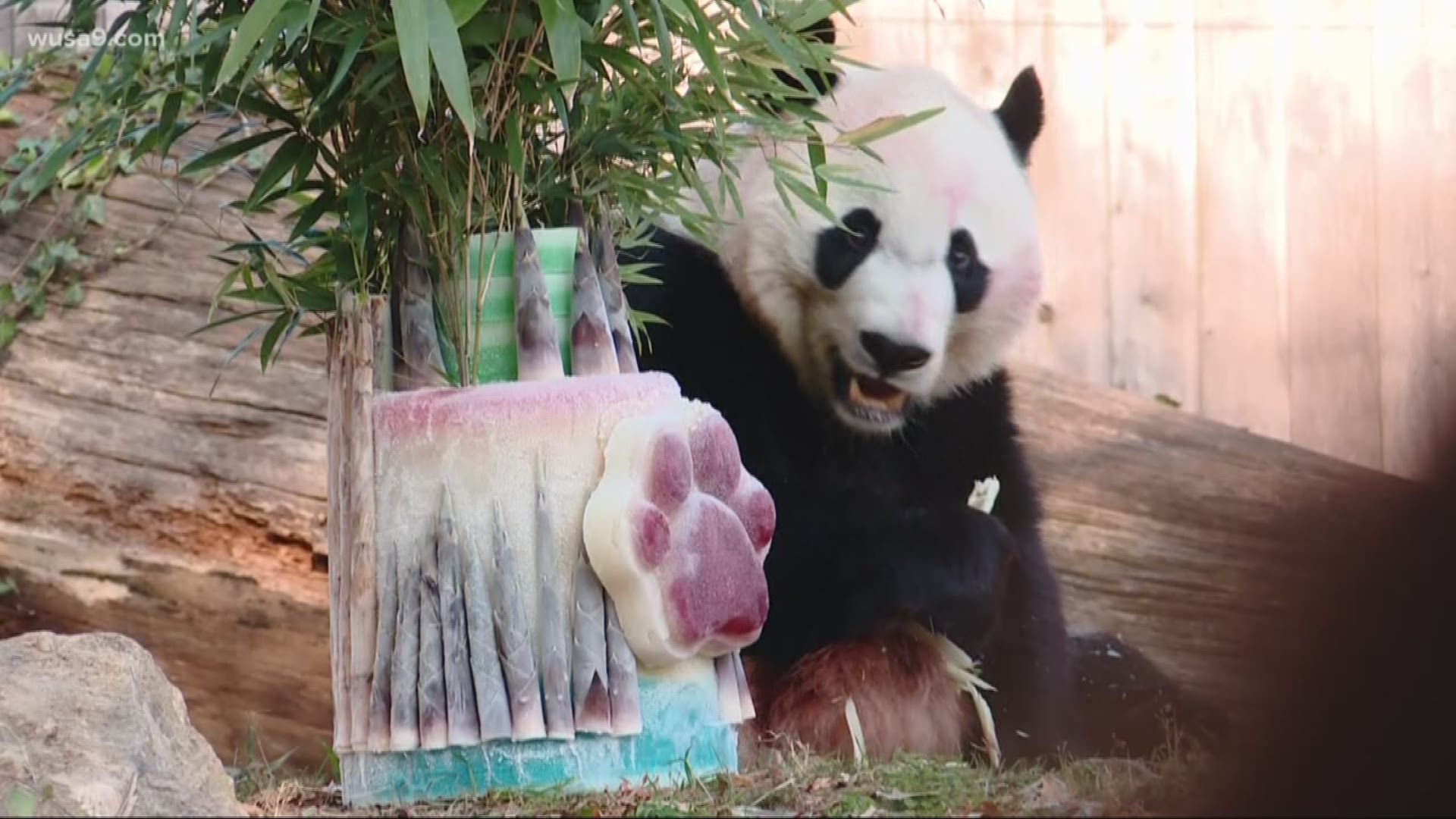 The beloved panda will leave DC for China on Tuesday as part of the US-China panda diplomacy program.