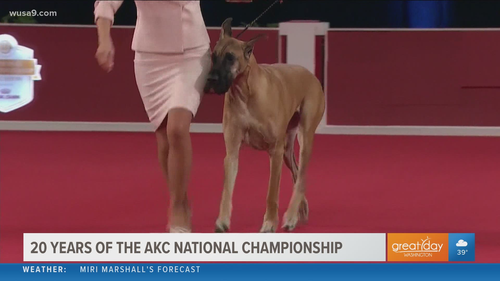 Sponsored by The American Kennel Club. Their 20th season show airs this Sunday, January 18, 2021.