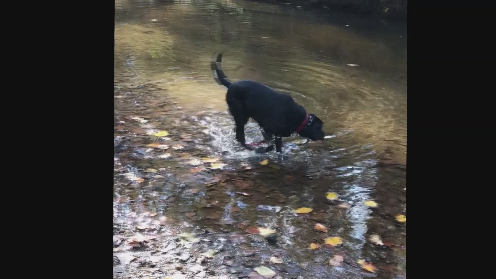 Dog With Heart Disease Showing Improvements After Switching From Grain Free Diet