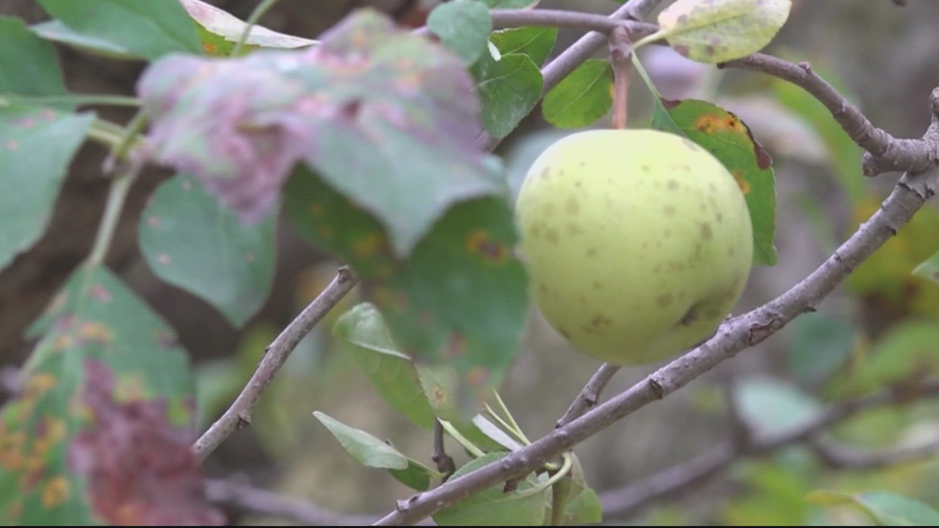 There's a moderate drought in the Shenandoah Valley Region of Virginia, and it's impacting some apple orchards in that area.