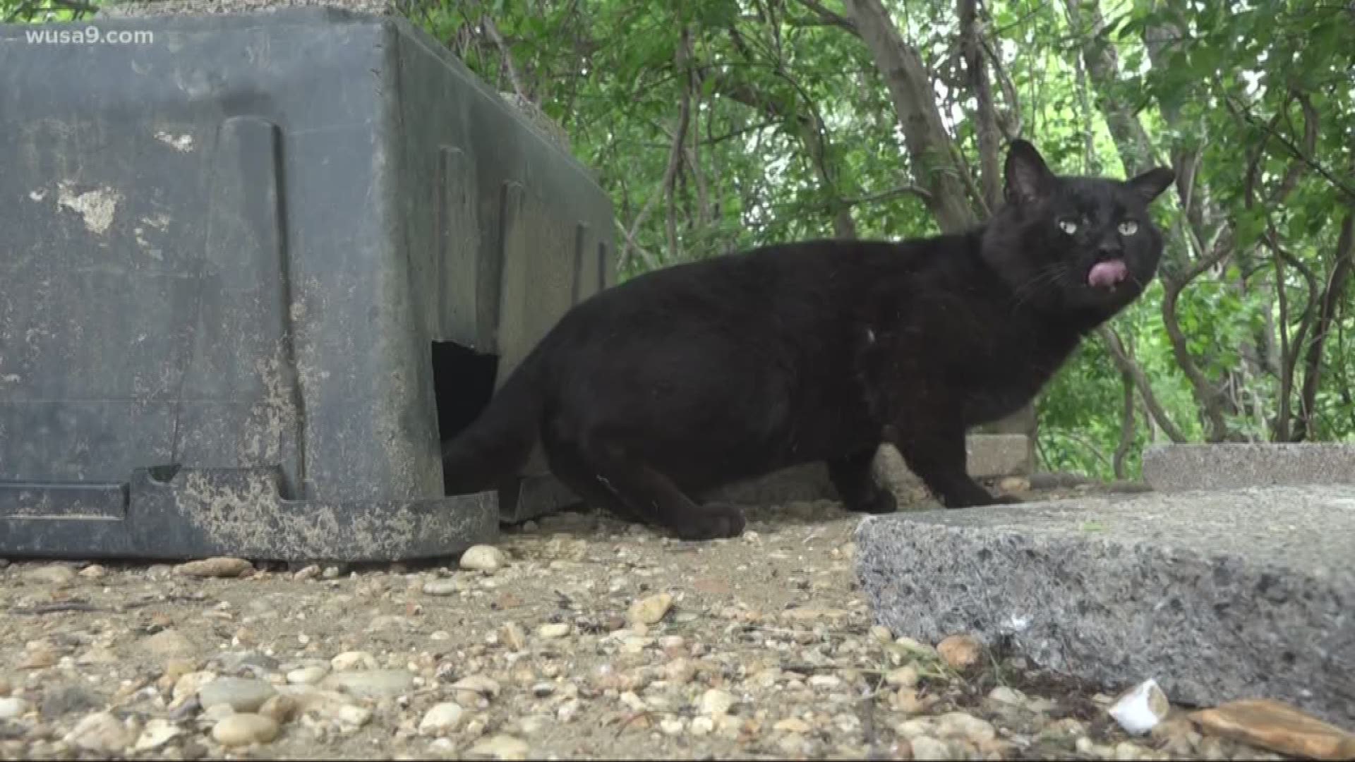 One woman feeds about 20 feral cats daily in their colony behind a strip mall. But some environmentalists say that’s doing more harm than good. Here’s why.