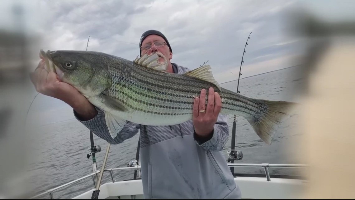 Maryland proposes cancellation of spring trophy Rockfish season