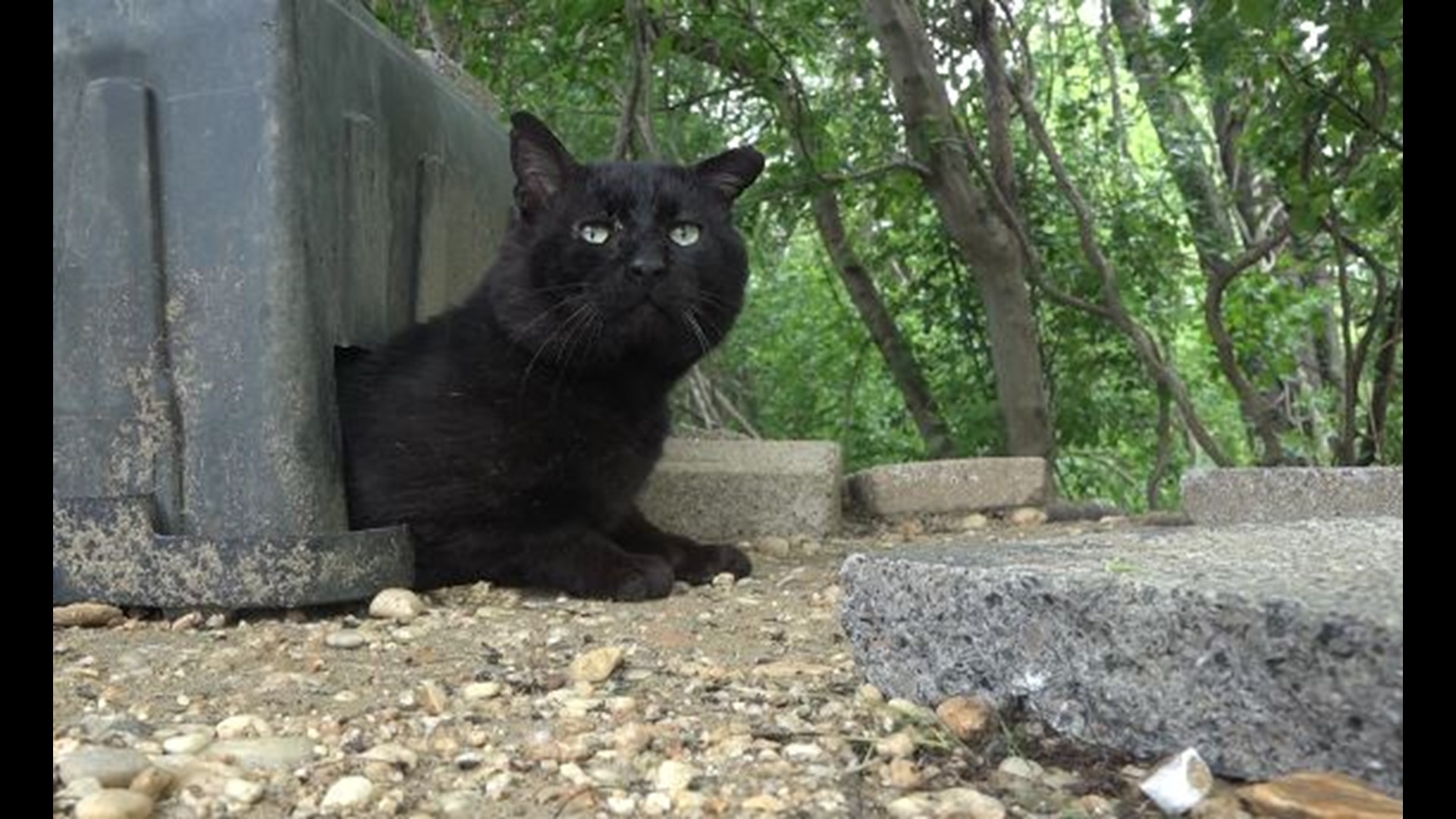 Feral cat colony crisis pits environmentalists against humane groups ...