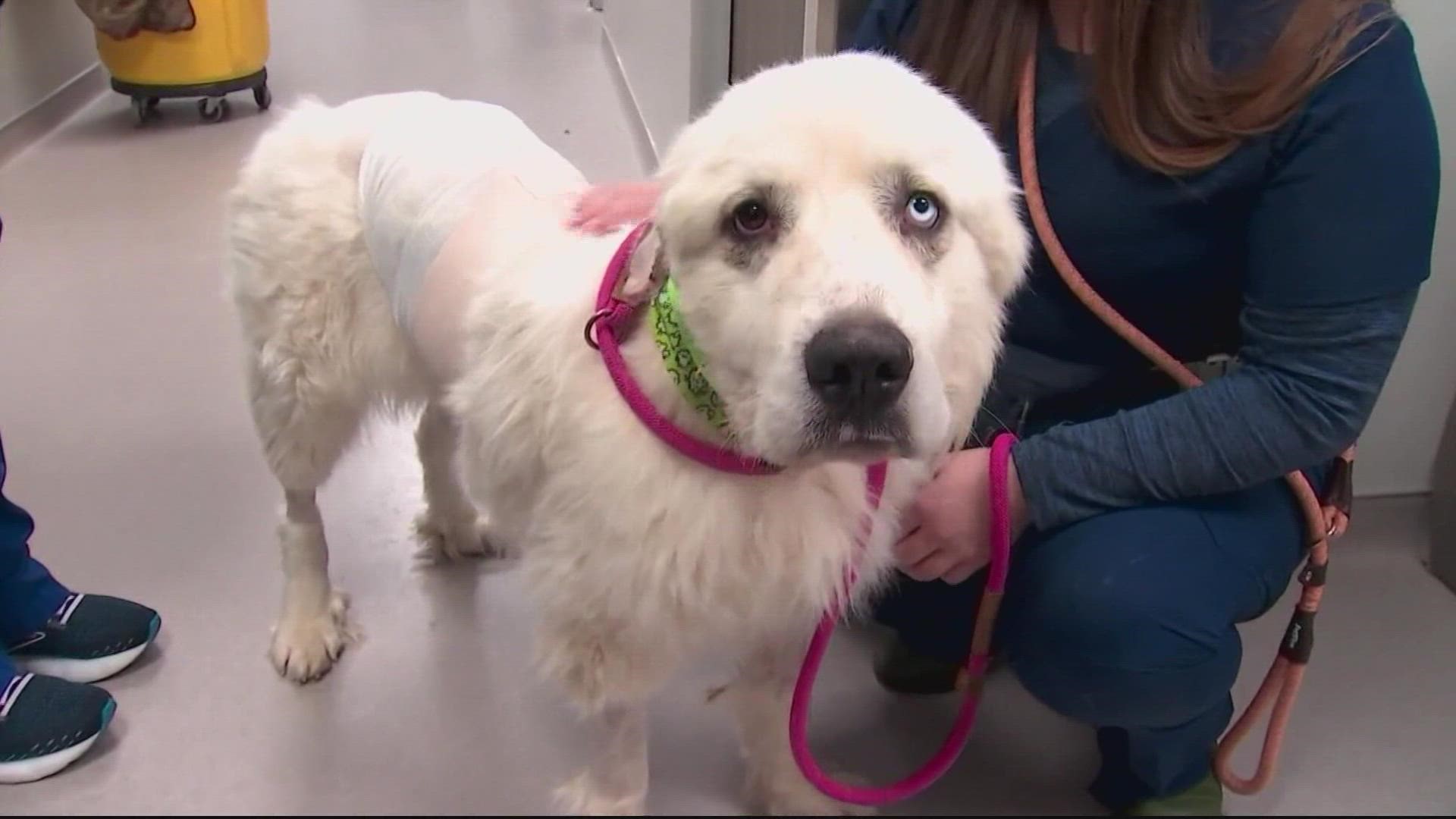 A Georgia sheepdog named Casper is recovering after killing a pack of coyotes that attacked his owner's flock of sheep.