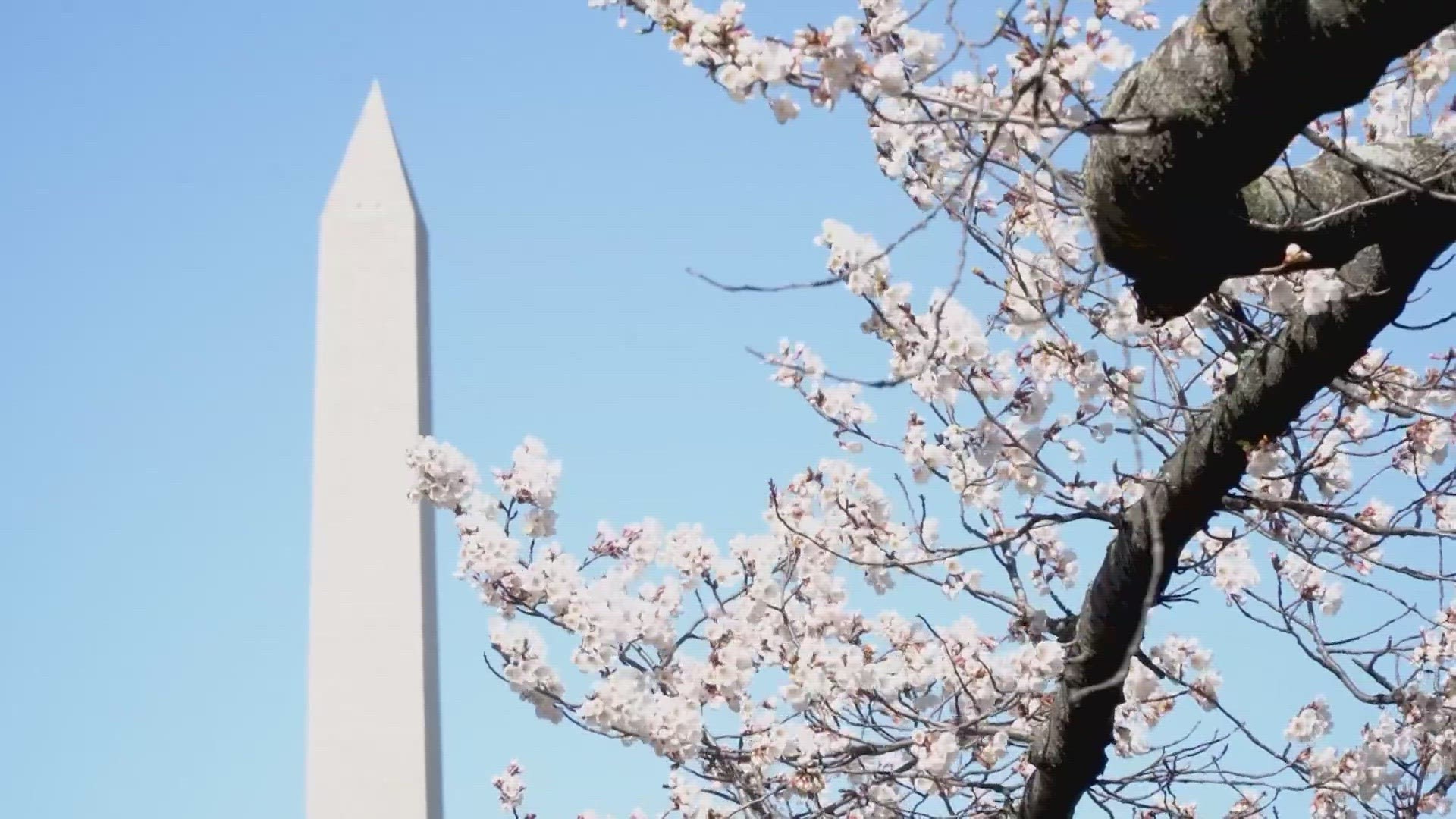 Professional photographer, Chris Fukuda, shares how you can take great photos of the blossoms.