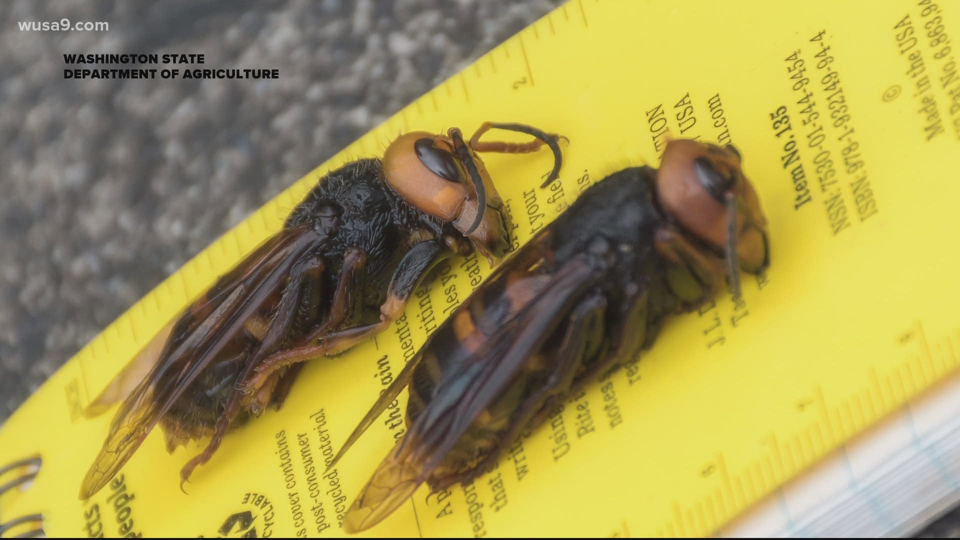 Asian giant hornets, now popularly referred to as 'murder hornets', have got social media buzzing.