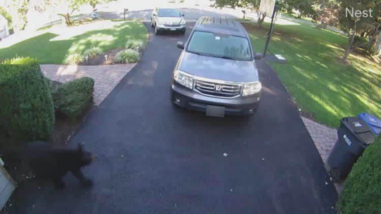 Home security footage captures black bear walking near car in Vienna