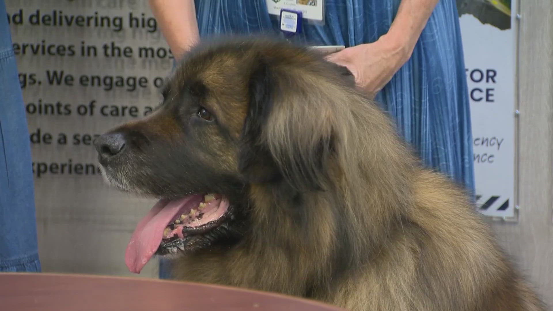 Gryphon has spent the past seven years bringing joy and comfort to all he encounters at Carroll Hospital.