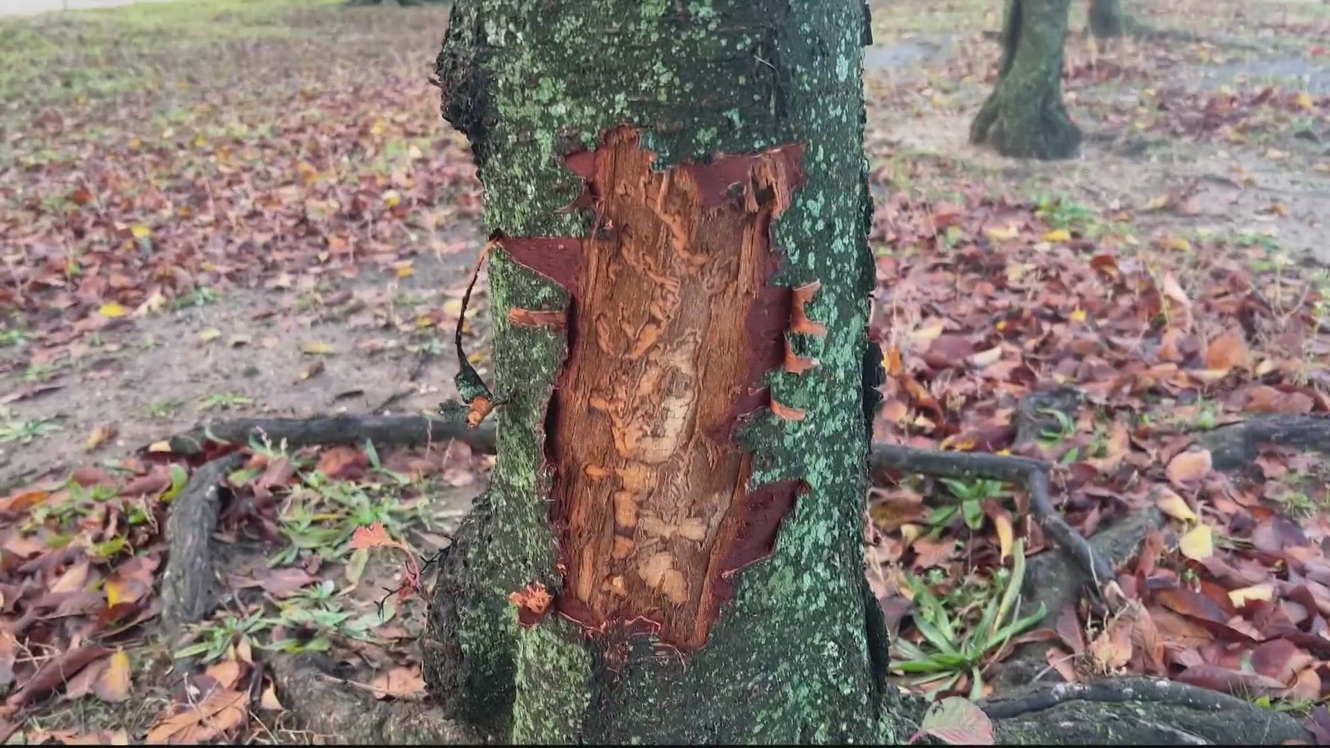Here's what the National Park Service is doing to keep the trees a little less appetizing