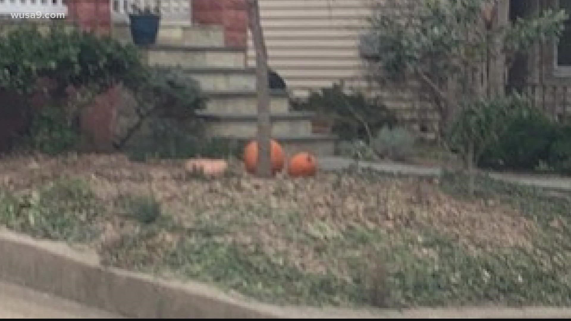 Do you think they left out Halloween decorations from last year or are just preparing for next year's?