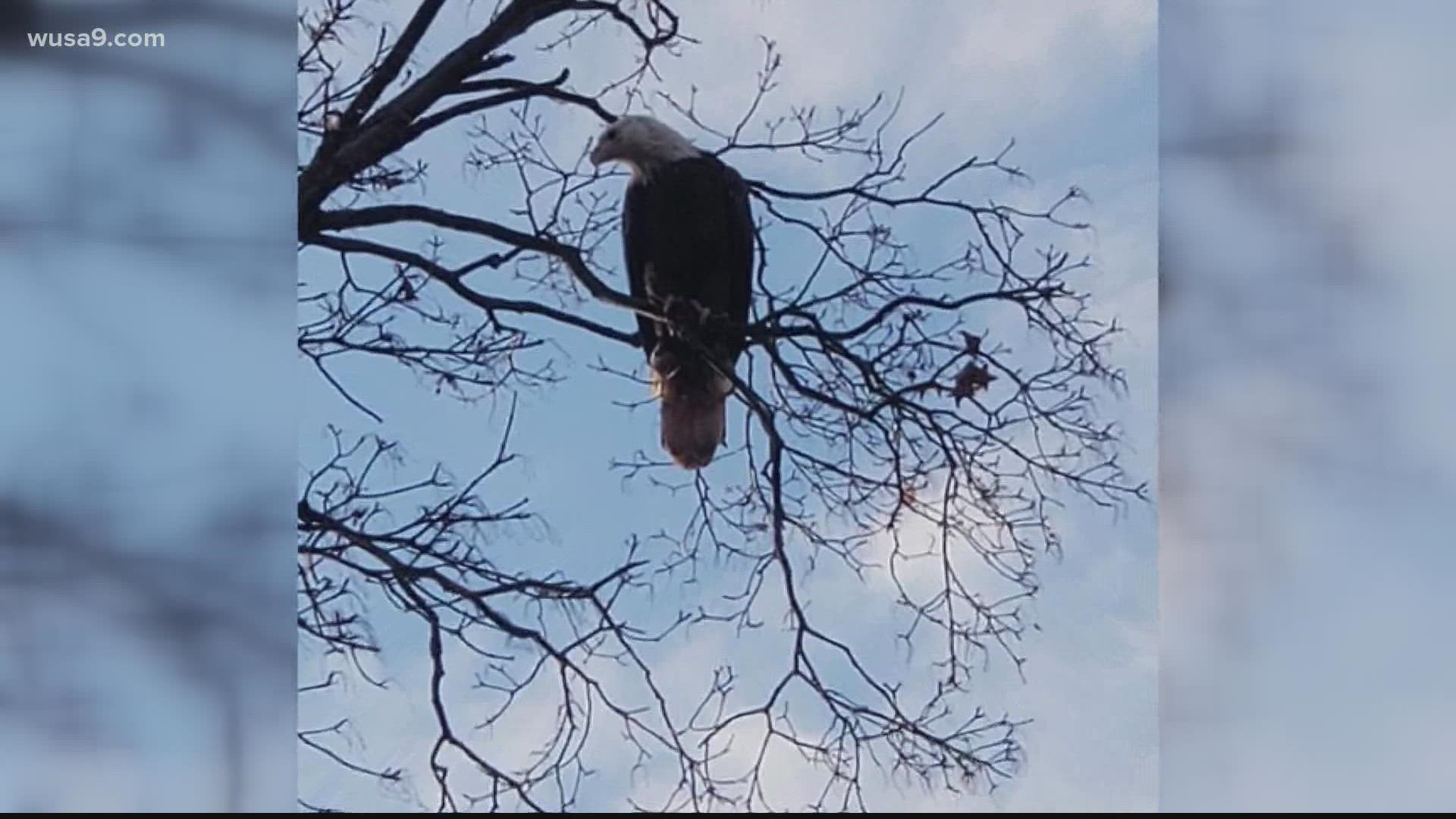 One Twitter user spotted a bald eagle near the Washington Monument and claims it is a sign that the District should be given statehood.