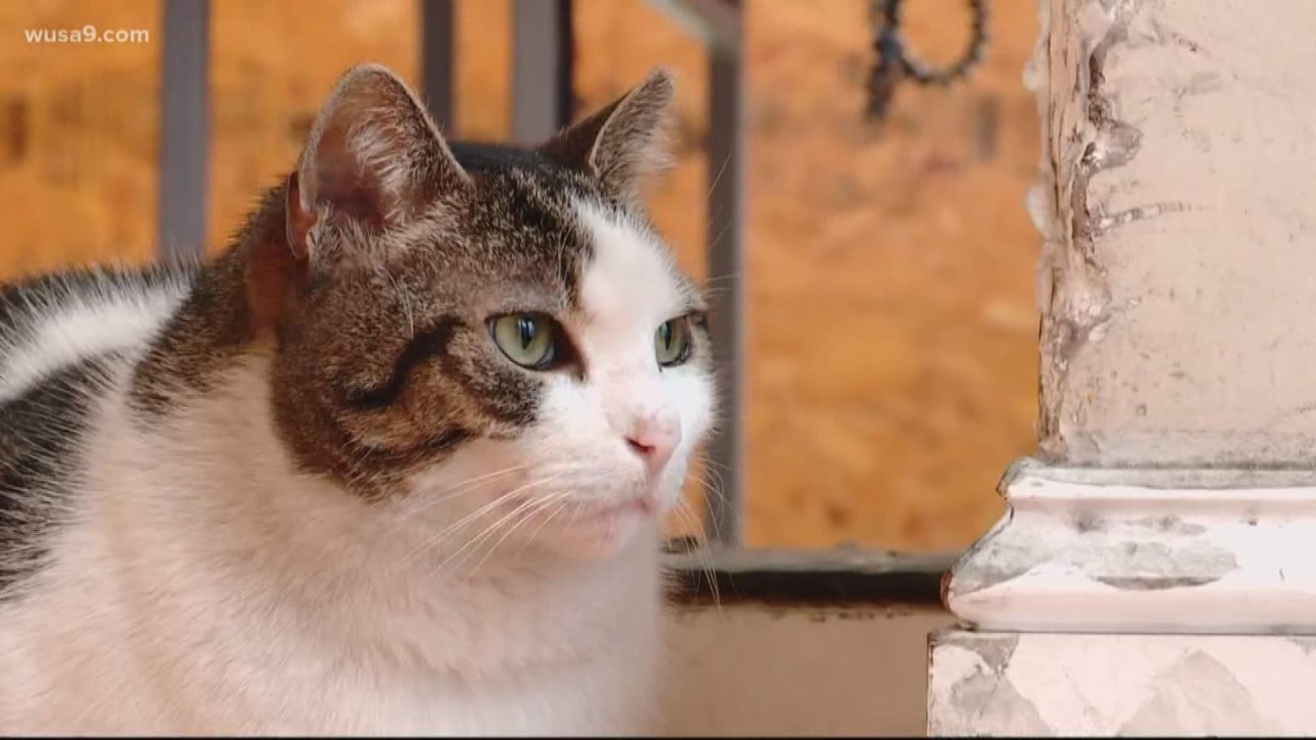 DC's Humane Alliance has a program that puts cats on patrol in the fight against the city's rat problem.