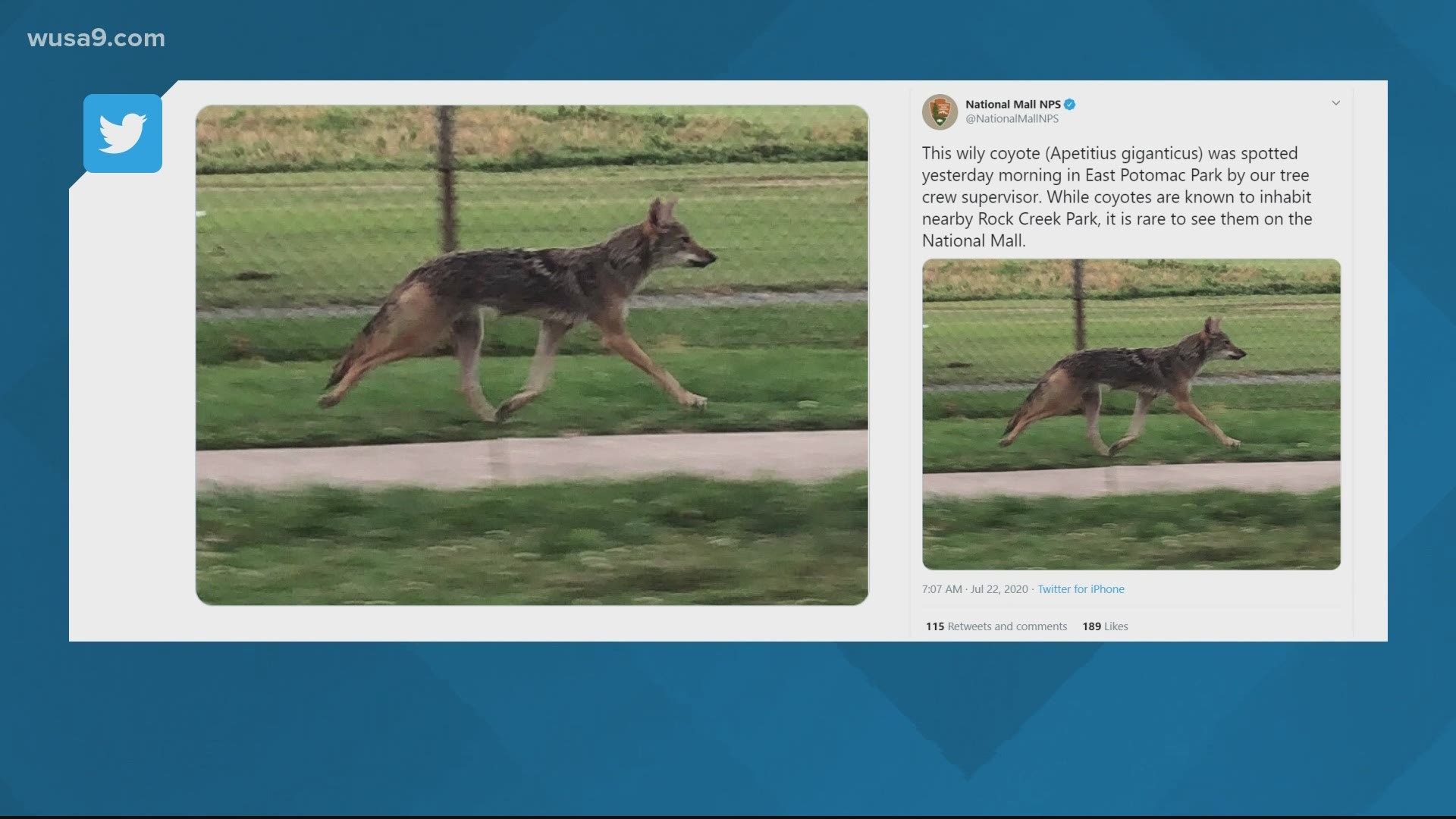 NPS tweeted out a picture of the coyote that was spotted at the park by a tree crew supervisor.