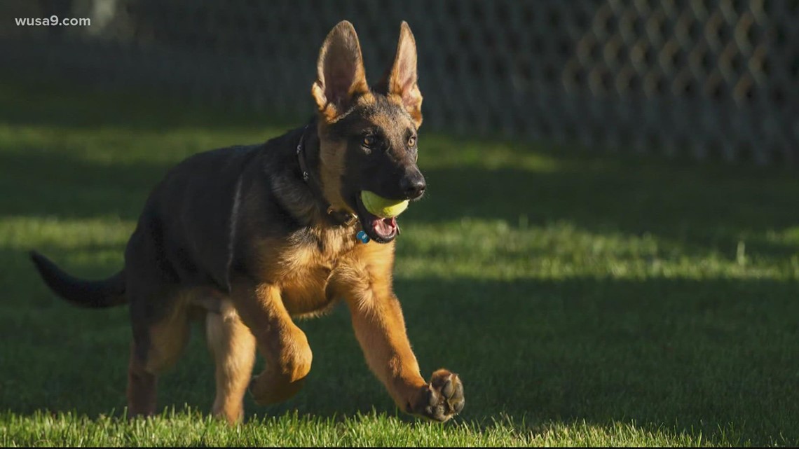 Commanders welcome new team dog Goldie