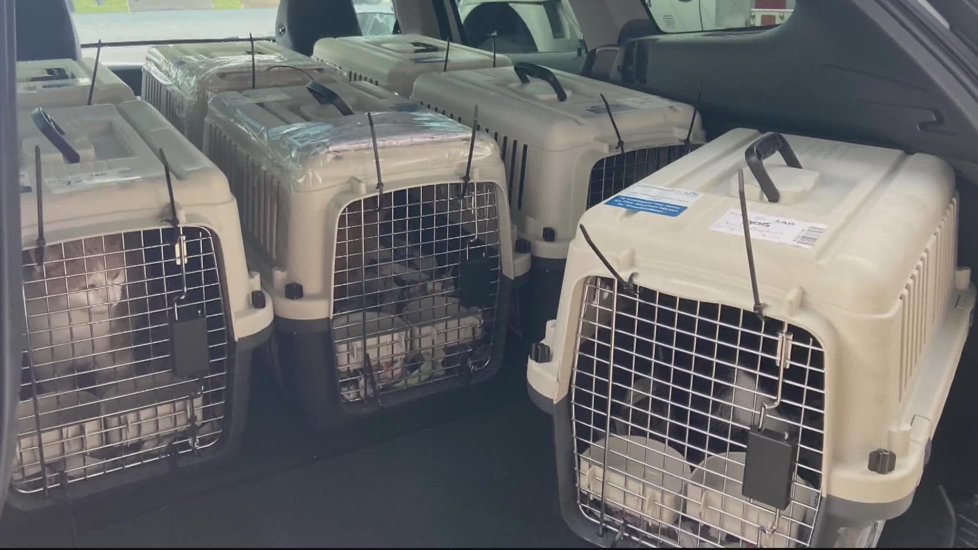 Two dozen cats are arriving at an animal rescue in Fairfax County from Ukraine this week as they await their fur-ever homes.
