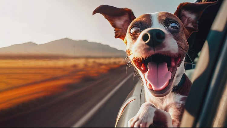 Dogs sticking their head out of windows could be illegal in Florida